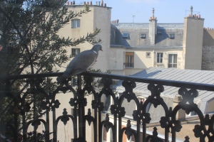 pigeon in balcony