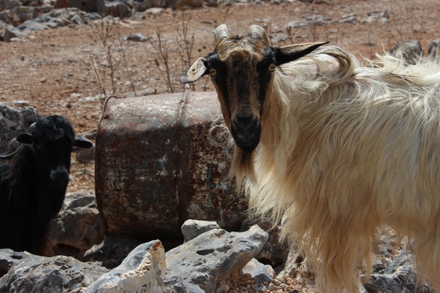 sheep stealing from Preveli Monastery
