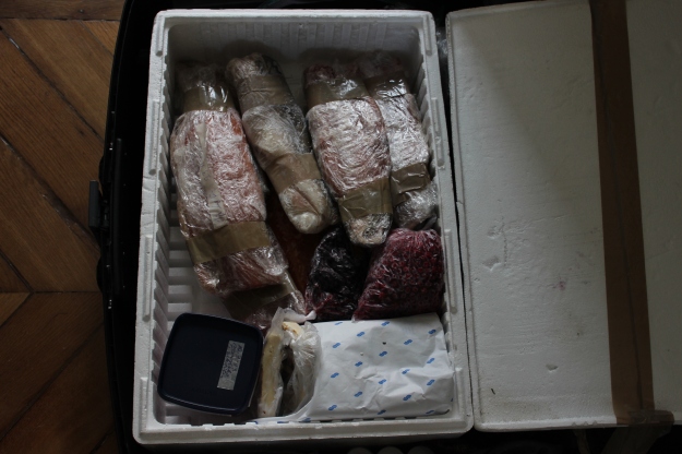 transporting frozen fish in a suitcase