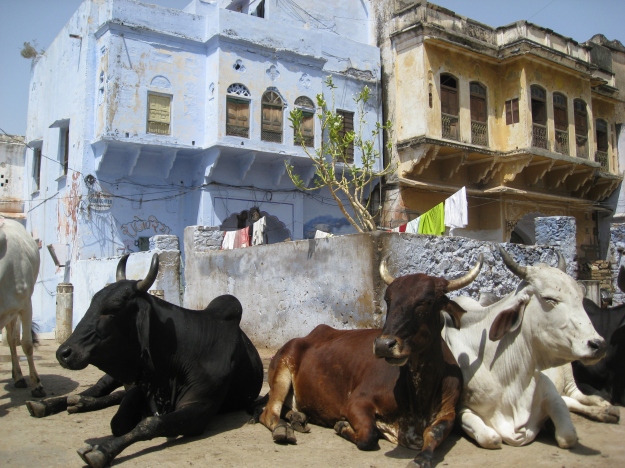 holy cows in Pushkar
