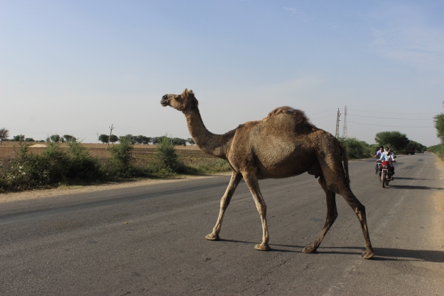 camel in Rajasthan