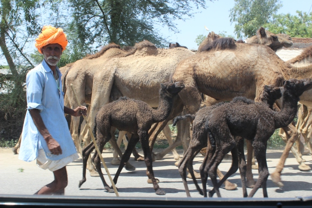 camel herd in Rajasthan
