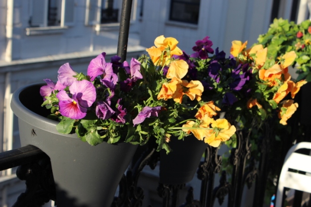 Parisian balcony with pansies