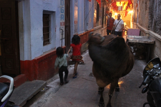 Cows in Varanasi